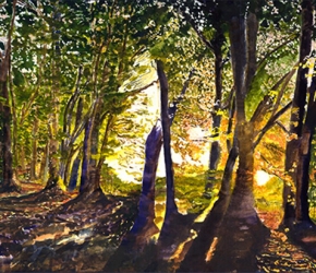 Forest at Dawn