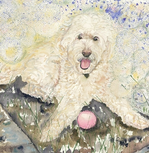 Jake-the-Cockapoo