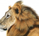 Lion-by-Laurie-Themm-Walker