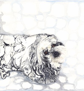Frosty-Shih-Tzu