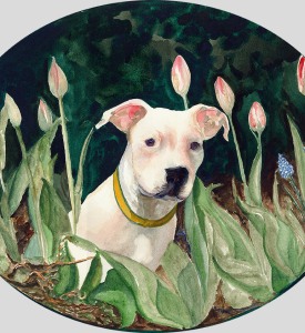 Huff-American-Staffordshire-Terrier