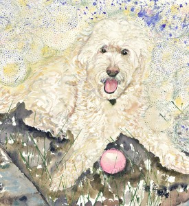 Jake-the-Cockapoo