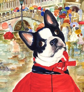 Jerry's-New-Raincoat-Boston Terrier