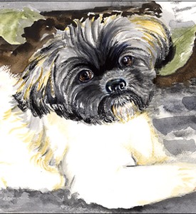 Ollie-Shih-Tzu
