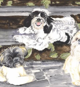 Ollie-Rosie-Zoey-Shih-Tzu-Lhasa-Apsa