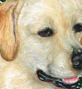 Rizzo-Golden-Labrador-Retriever