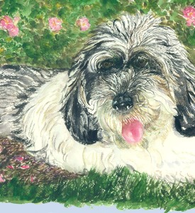 Sadie-Petit-Basset-Griffon-Vendeen