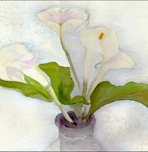 Calla Lys