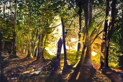 Forest at Dawn, Senonches, France