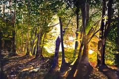 Forest at Dawn