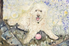 Jake-the-Cockapoo