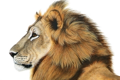 Lion-by-Laurie-Themm-Walker