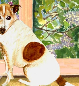 Abbi,-Jack-Russell-Terrier