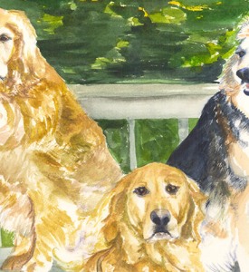 Anne's-Dogs-Posing-on-the-deck,-Golden-Retrievers,-Australian-Shepard