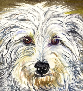 Willie-dog-unknown-pedigree