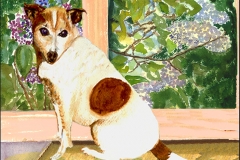 Abbi,-Jack-Russell-Terrier