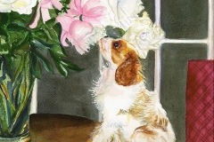 Alvear-Cavalier-King-Charles-Spaniel