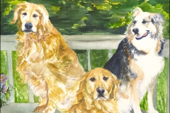 Anne's-Dogs-Posing-on-the-deck,-Golden-Retrievers,-Australian-Shepard