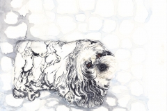 Frosty-Shih-Tzu