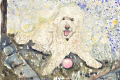 Jake-the-Cockapoo