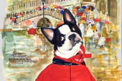 Jerry's-New-Raincoat-Boston Terrier