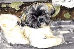 Ollie-Shih-Tzu