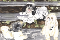 Ollie-Rosie-Zoey-Shih-Tzu-Lhasa-Apsa