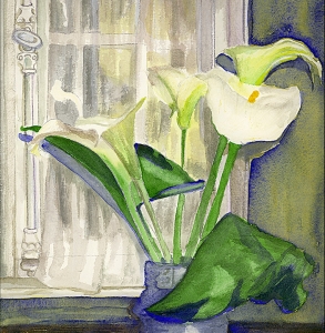 Calla Lily by Moonlight