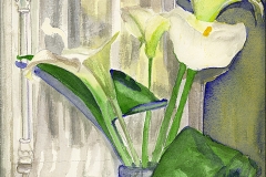 Calla Lily by Moonlight