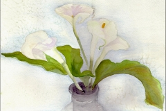 Calla Lys