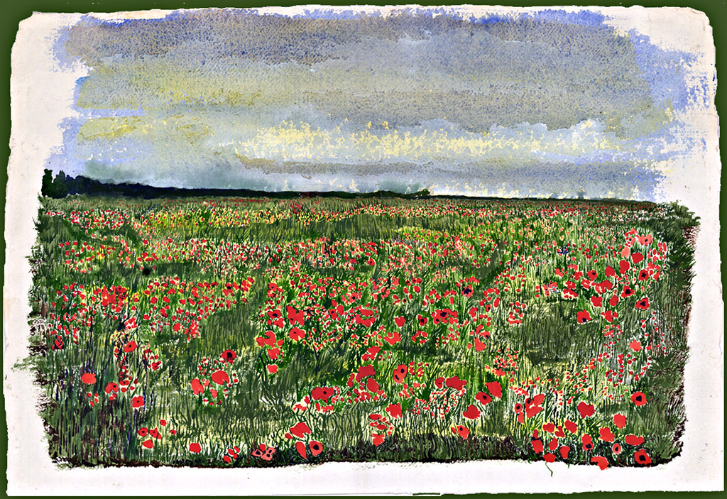 Poppy field in central France.